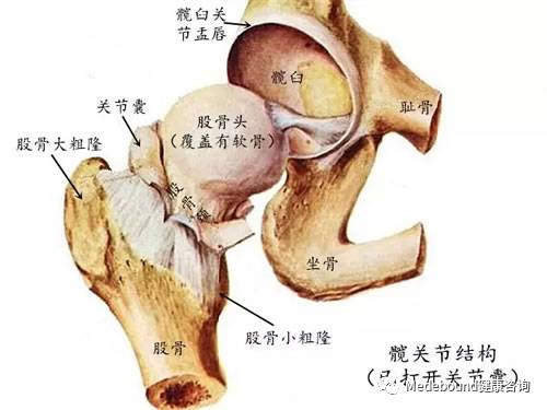 宽关节位置图图片